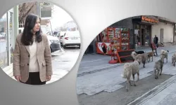 Ağrı Belediye Başkanı Aras, çeteleşen sokak köpeklerini durdurmalı!