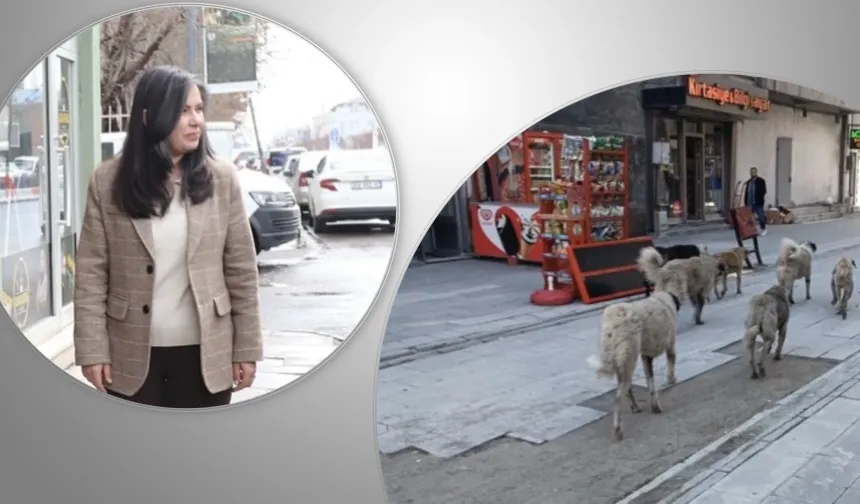 Ağrı Belediye Başkanı Aras, çeteleşen sokak köpeklerini durdurmalı!